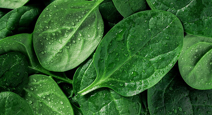The Reason Popeye Loves Spinach! – Benefits of Spinach!