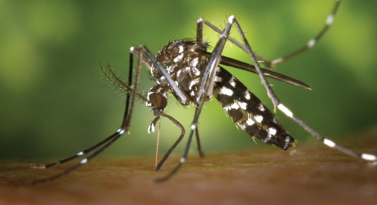 Dengue Fever–Symptoms Causes & Treatment