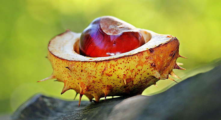 Chestnuts