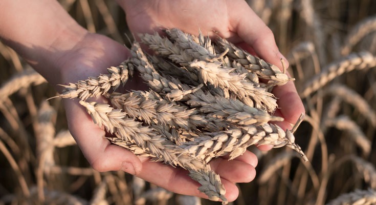 wheat