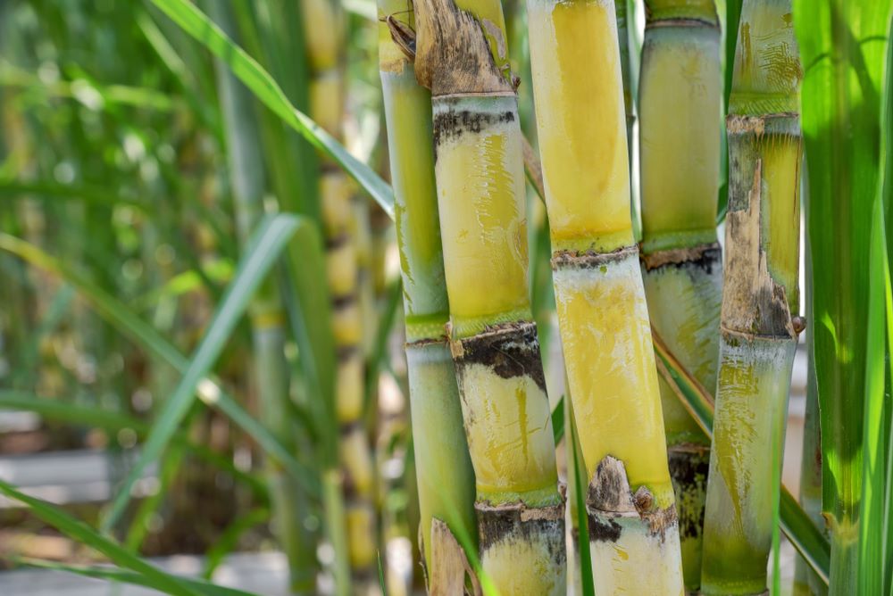 sugarcan -juice benefits